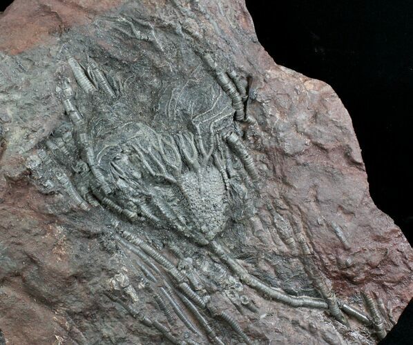 Moroccan Crinoid (Scyphocrinites) Fossil #28068
